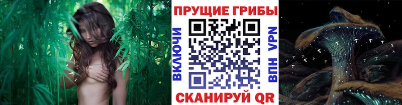 Галлюциногенные грибы мицелий Ивангород